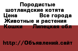 Породистые шотландские котята. › Цена ­ 5 000 - Все города Животные и растения » Кошки   . Липецкая обл.